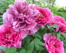 Все про осінню пересадку та обрізання півоній - фото з відкритих джерел