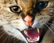 Кішка вкусила хазяйку, фото з відкритих джерел