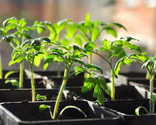 Як зміцнити розсаду томатів без хімії: перевірені способи - фото з відкритих джерел