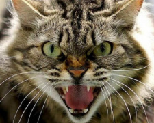 Фото з відкритих джерел