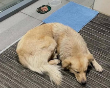 Фото з відкритих джерел