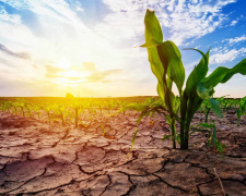 Посухи і опустелювання - норма для України, фото з відкритих джерел 