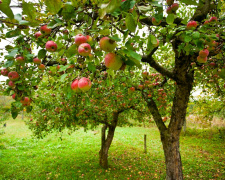 Твій сад і опалі яблука: хитрі ідеї - фото з відкритих джерел