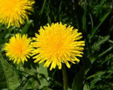 Скоро засяє сонце - фото ілюстративне з відкритих джерел 