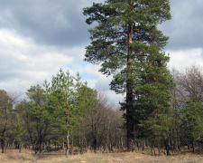 Самарський ліс, фото з відкритих джерел 