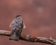 фото Віктора Севідова