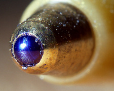 Звідки взялася кулькова ручка - фото stvf.org.ua