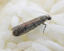 Як вигнати міль з дому - фото з відкритих джерел