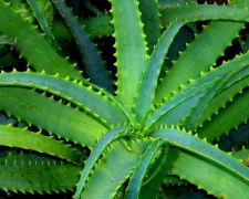 Природний секрет молодості - фото з відкритих джерел