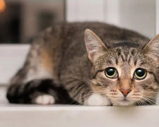 Кіт удома сам: скільки часу це безпечно - фото з відкритих джерел