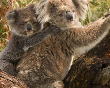 26 листопада день пам&#039;яті коали Льюїса, яка стала символом трагедії та водночас надії