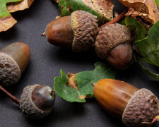 Жолуді в саду: корисні ідеї замість проблем і сміття - фото з відкритих джерел