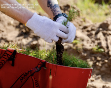 "Ліси пам'яті": ветерани спільноти ТитаниUA висадили тисячі дерев, вшановуючи загиблих оборонців