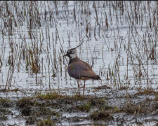 На Криворіжжі помітили птаха з Червоної Книги: що кажуть екологи
