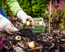 Овочі, зелень і квіти для посадки восени - фото з відкритих джерел