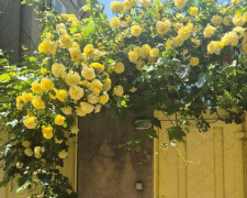 Які шкідники можуть знищити ваші троянди 