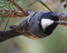 Фото Юрій Мухін