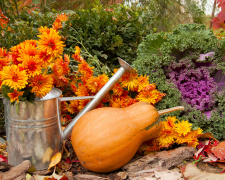 Листопад у саду: що посадити перед зимою - фото з відкритих джерел