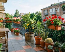 Рослини мерзнуть непомітно: коли осінній холод стає небезпечним - фото з відкритих джерел