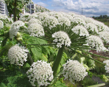Чому борщівник становить небезпеку - фото з відкритих джерел