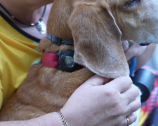 GPS-трекер для тварин, фото Суспільне Дніпро 