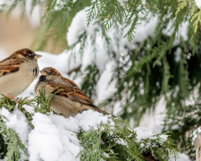 Україна на межі погодних контрастів: теплі вихідні та рекордні морози - фото з відкритих джерел