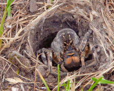 Фото спільнота "Природа Криворіжжя"