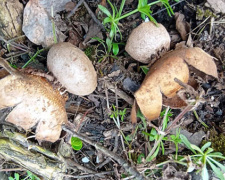 фото Вікторії Тротнер