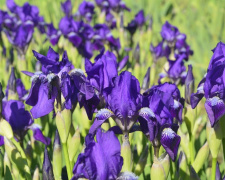 Фото Криворізького ботанічного саду 