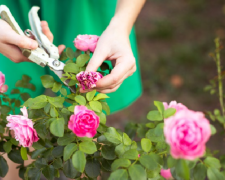 Як назавжди позбутися попелиці на трояндах - фото з відкритих джерел