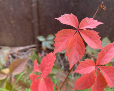 фото редакції krivbass.city