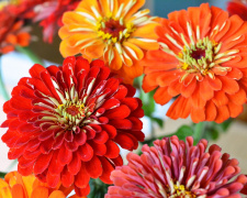 Вересневий догляд: як зберегти цвітіння циній і чорнобривців - фото з відкритих джерел