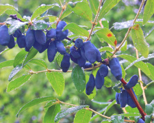 Забута ягода для здоров'я і краси - фото з відкритих джерел