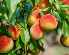 Небезпечна ніжність: коли персики несуть загрозу - фото з відкритих джерел