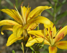 Лілії, фото криворізького ботанічного саду 