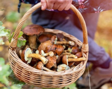 Грибний сезон із сюрпризами: які звички можуть призвести до отруєння - фото з відкритих джерел