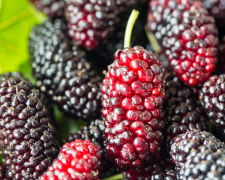 Шовковиця та імунітет: чим корисна ця ягода для організму - фото з відкритих джерел