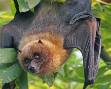 Червонокнижні сусіди: чому важливо закривати вікна у відпустку - фото з відкритих джерел