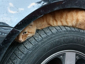 Фото із мережі Інтернет