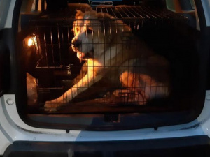 Фото Центра поведения с животными Кривого Рога