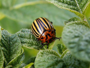 Як врятувати баклажани від колорадських жуків: дієві способи від досвідчених городників
