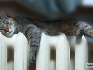 Фото krivbass.city