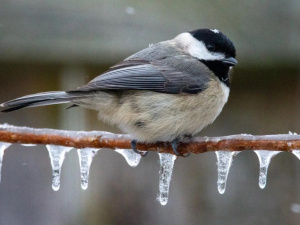 Субота й неділя в Україні: дощі, мокрий сніг і підступне похолодання