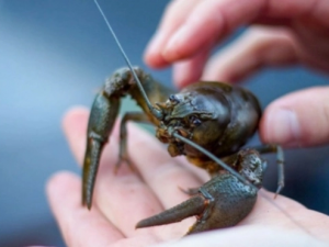 Заборона вилову раків, фото з відкритих джерел 