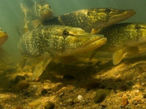 Фото із мережі Інтернет