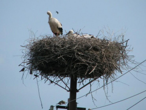 Фото ДТЕК Дніпровські електромережі