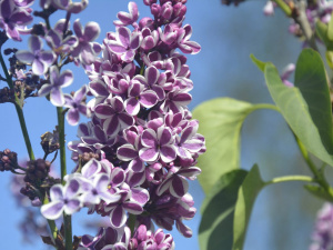 Квітіння бузку, фото Криворізького ботанічного саду 