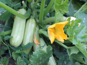 Коли садити кабачки - фото з відкритих джерел  