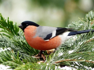 Життя снігура: від лісових хащ до зимових садів - фото з відкритих джерел