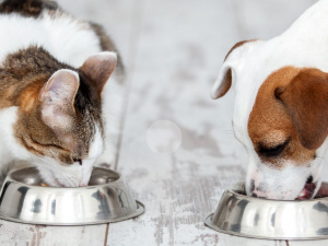 Фото з відкритих джерел